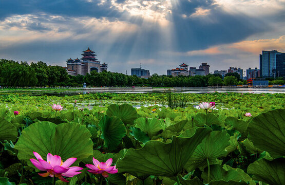 北京蓮花池霞光