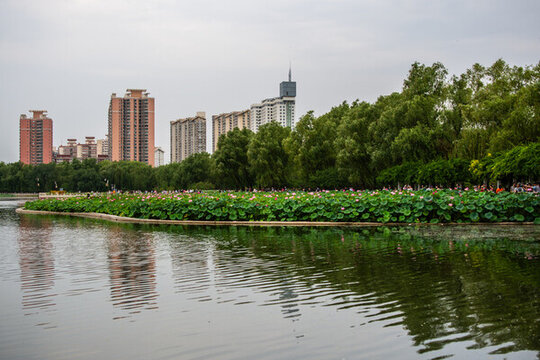 北京蓮花池風(fēng)光