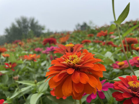 紅色花卉特寫