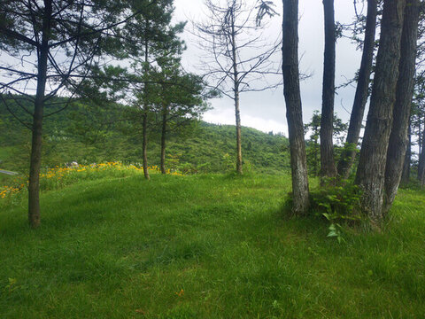 草地樹林