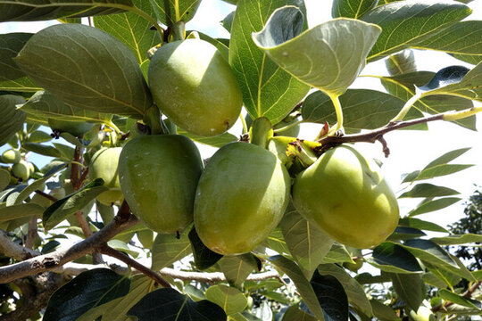 樹(shù)上的柿子