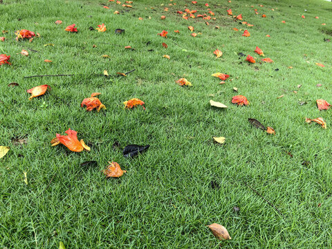公園草地上的木棉花