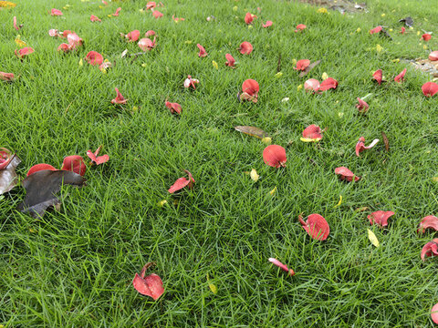 青草地上的紅色落花