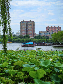 濟(jì)南大明湖夏季風(fēng)光