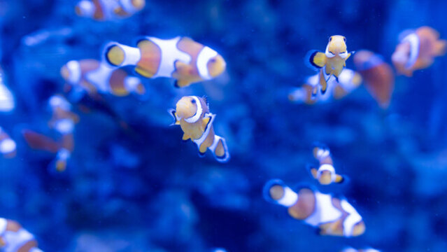 小丑魚
