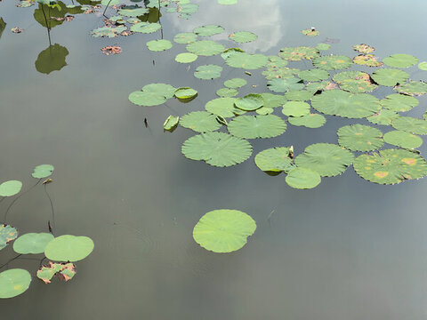湖中的荷花