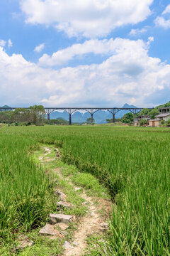 稻田水渠