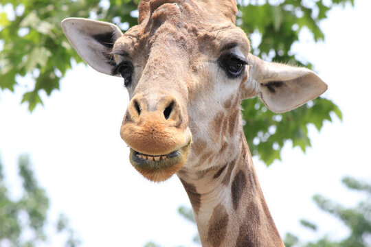 動物園長頸鹿