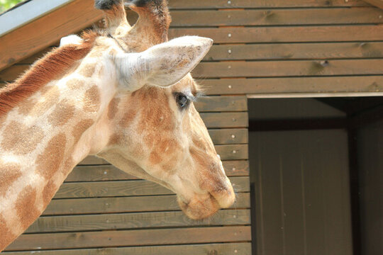 動物園長頸鹿