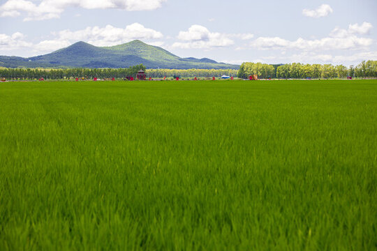 今日北大荒