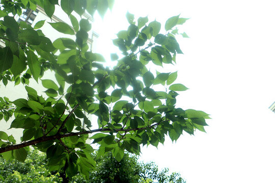 清新櫻花樹(shù)枝綠葉