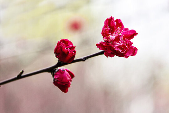 桃花