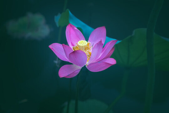 荷花