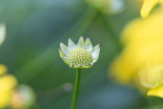 花蒂