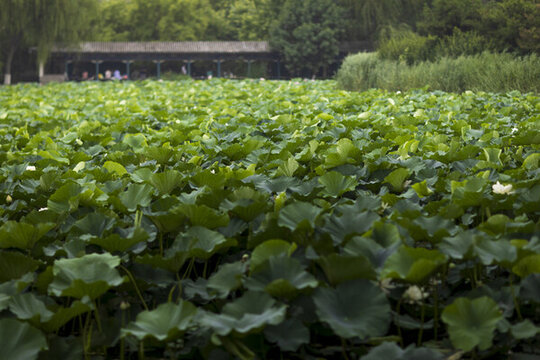 夏季公園荷塘荷葉叢中荷花特寫