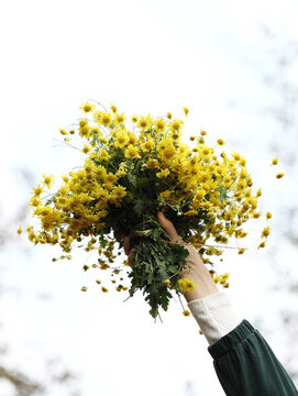 采野菊花