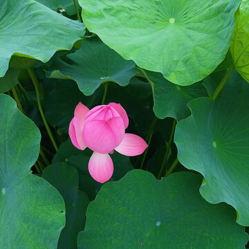 荷花