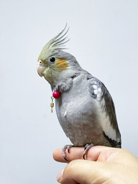玄鳳鸚鵡