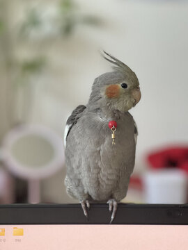 玄鳳鸚鵡