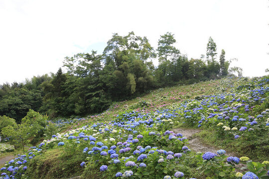漫山遍野繡球花
