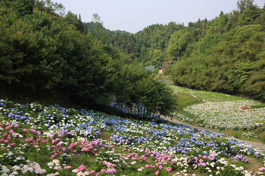 漫山遍野繡球花