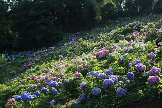 漫山遍野繡球花