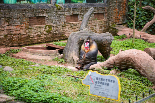 動(dòng)物園狒狒