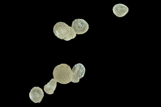 翠蘆莉花粉