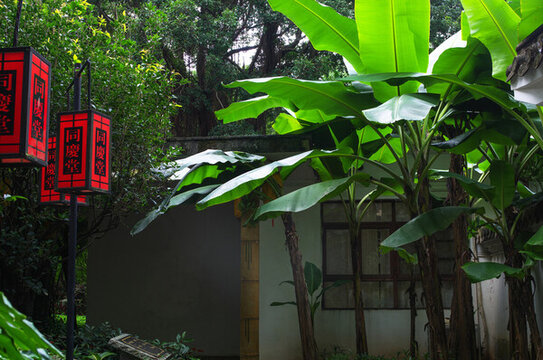 芭蕉葉