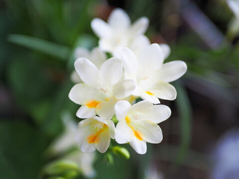 麥冬花開(kāi)
