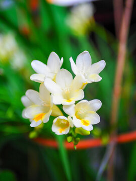 麥冬花開(kāi)