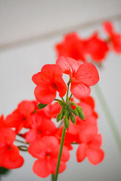 天竺葵花朵