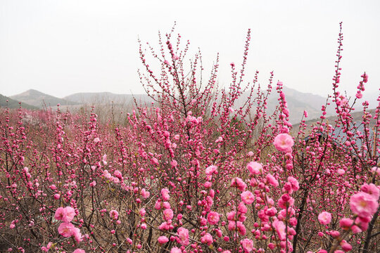 桃花