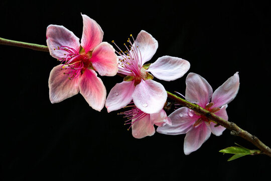 桃花