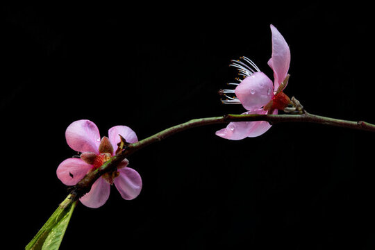 桃花
