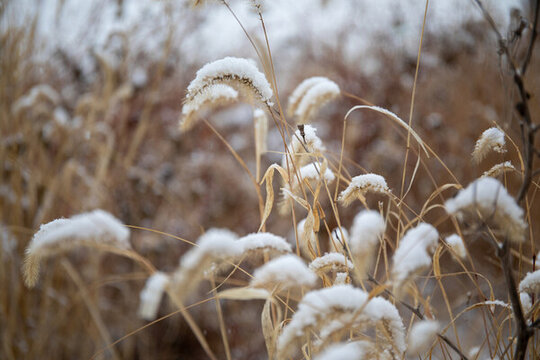 白雪落在狗尾巴草上圖片素材