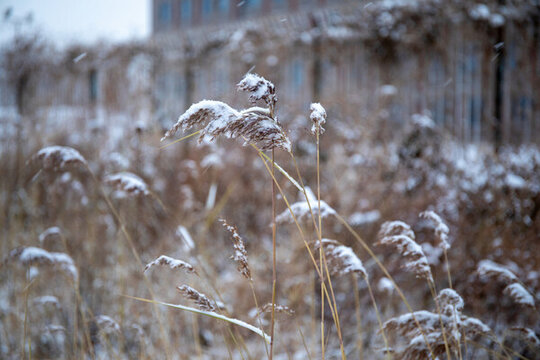 雪花落在蘆葦上壓彎了蘆葦