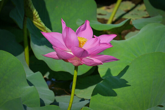 夏日公園池塘里的荷花盛開