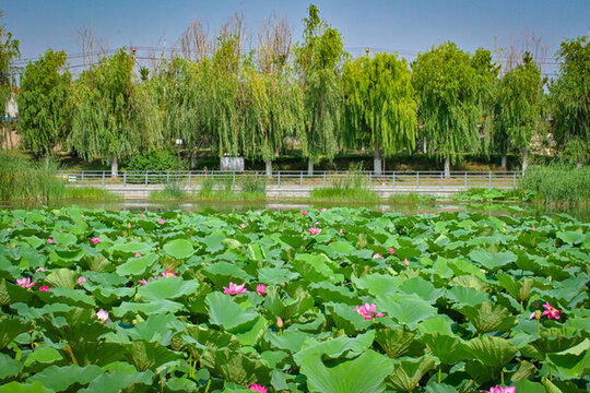 夏日公園池塘里的荷花盛開