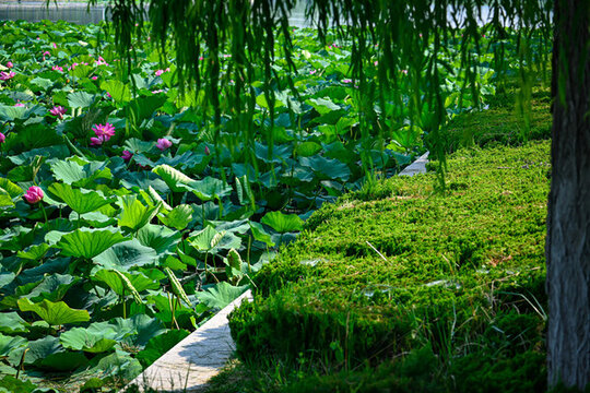 夏日公園池塘里的荷花盛開