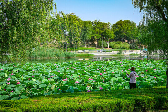 夏日公園池塘里的荷花盛開