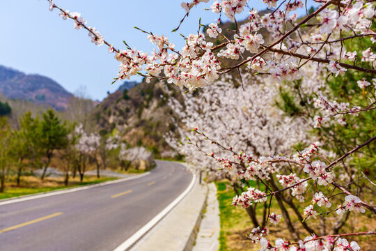 桃花