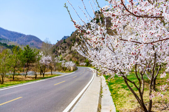 桃花