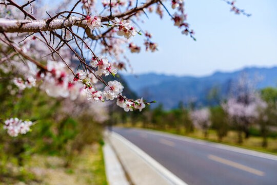 桃花