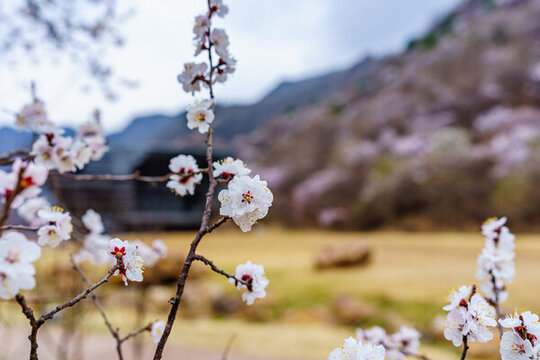 阿那亞金山嶺