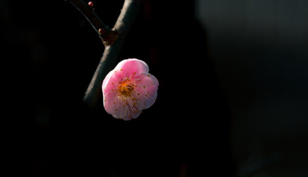 獨(dú)自開放的梅花