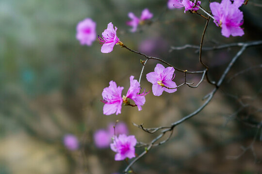 杜鵑花