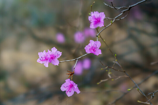杜鵑花