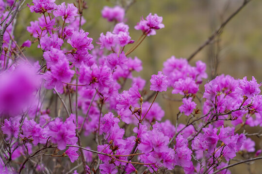 杜鵑花