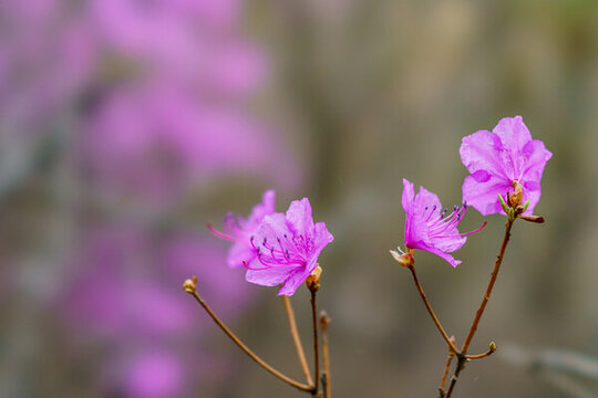 杜鵑花